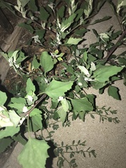Chenopodium album