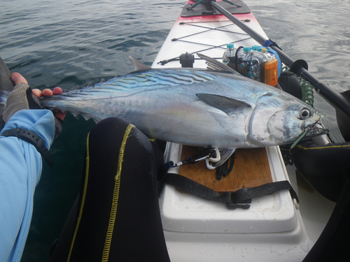 Mackerel Tuna