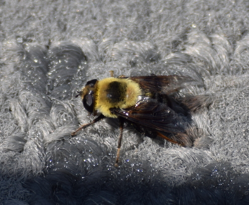 Orange-legged Drone Fly photo 3