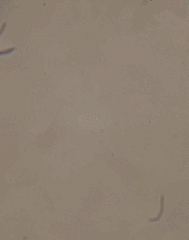 Cryptomonas platyuris