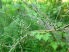 Glyceria elata