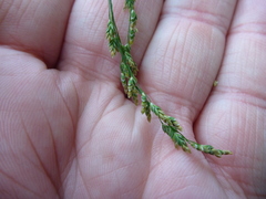 Glyceria elata