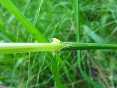 Glyceria elata