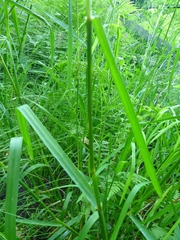 Glyceria elata