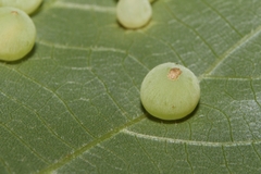 Caryomyia glauciglobus