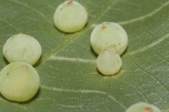 Caryomyia glauciglobus