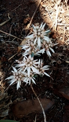 Euphorbia radians