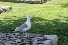 Larus michahellis
