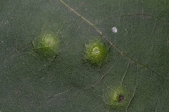 Caryomyia glauciglobus