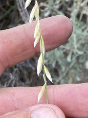 Melica stricta