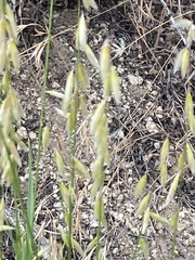 Melica stricta