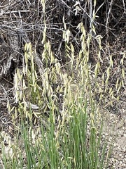 Melica stricta