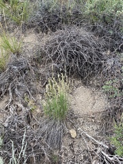 Melica stricta