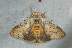 Calliteara cerigoides