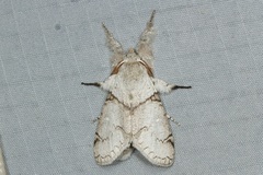 Calliteara diplozona