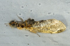 Locharna limbata