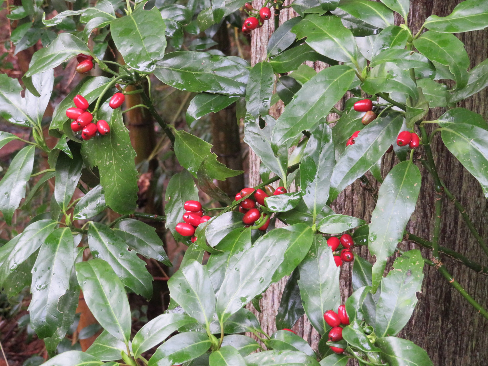 Aucuba japonica