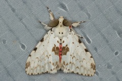 Lymantria brunneiplaga