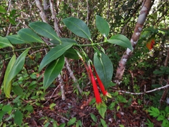 Lisianthius axillaris