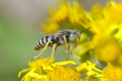Bembix pallidipicta
