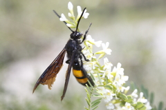 Pygodasis ephippium ephippium