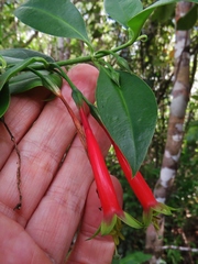 Lisianthius axillaris