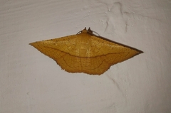 Striglina
