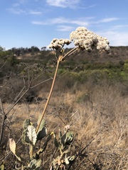 Eriogonum giganteum