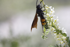 Pygodasis ephippium ephippium