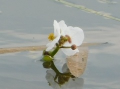 Sagittaria natans