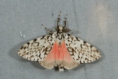 Lymantria singapura
