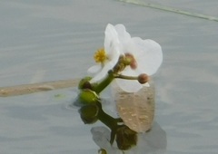 Sagittaria natans