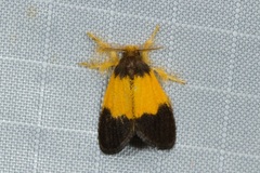 Somena aurantiacoides