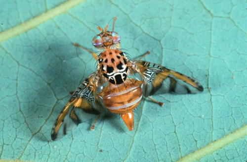 Ceratitis simi