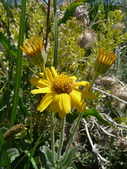 Arnica chamissonis