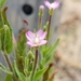 Epilobium - Photo (c) Gavin Slater, algunos derechos reservados (CC BY), subido por Gavin Slater