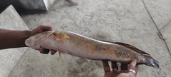 Channa pseudomarulius