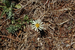 Noticastrum