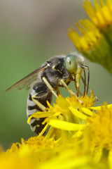 Bembix pallidipicta