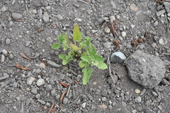 Solanum physalifolium nitidibaccatum