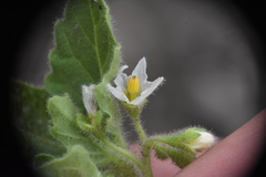Solanum physalifolium nitidibaccatum