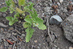Solanum physalifolium nitidibaccatum
