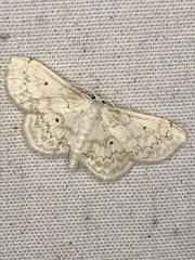 Idaea obfusaria
