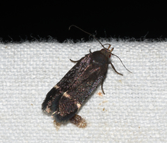 Anacampsis lupinella