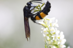 Pygodasis ephippium ephippium