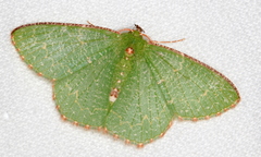 Eucyclodes metaspila