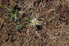 Noticastrum