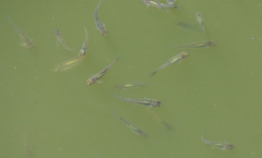 Notemigonus crysoleucas