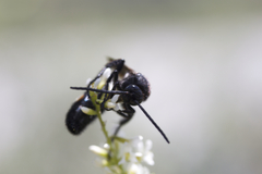 Pygodasis ephippium ephippium