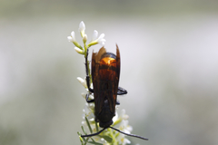 Pygodasis ephippium ephippium